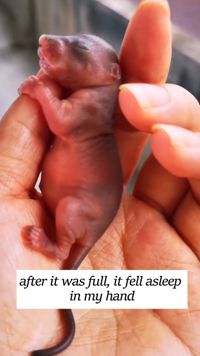 C1201012_rescued an abandoned baby squirrel,and then #fyp #animals #rescue