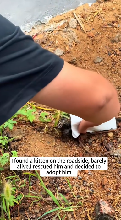 C1201013_found kitten on roadside, barely alive.I rescued him deci…