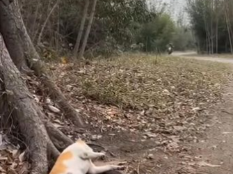 C0501002_He Thought the Woods Would Be Quiet — They Weren’t.