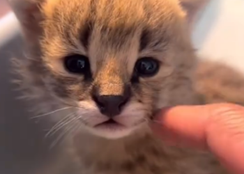 C1201014_Man found wild kitten in field brought it home #animals #re…