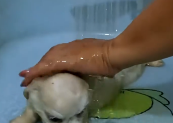 C1401007_Poor puppy adopted by girl #rescue #rescueanimals #animals #animalsof…