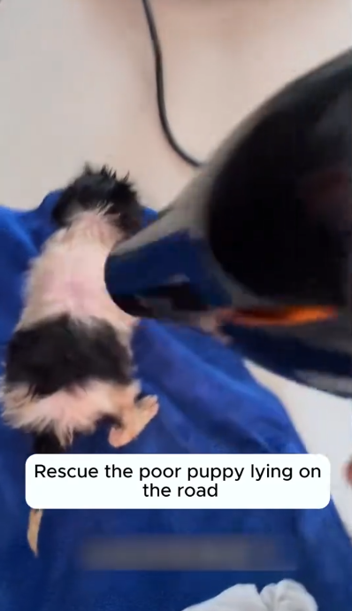 C1401020_Rescue poor puppy #rescue #rescueanimals #animals #dog #puppy