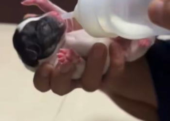 C1401028_saw puppy on side of road its fetal garment still on…