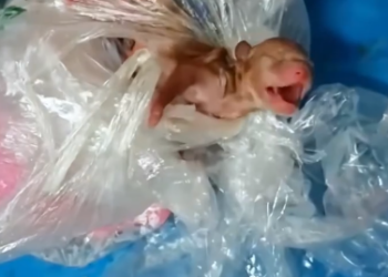 C1401030_Resucue tow poppies, If you also like these little guys, please hel…