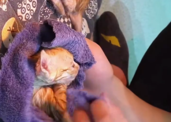 C1401022_found lot of kittens fell into hole, saved them #rescu…