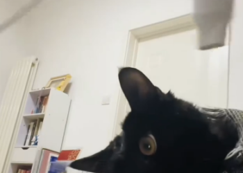 C1401024_Picked up black cat in rain#BlackCat #CatRescue #StrayCat #Adop…