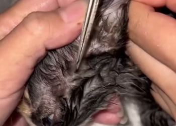 C1401031_In heavy rain, little cat hugged tree trunk tightly. took…