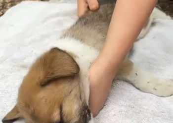 C1401008_Rescue puppy #rescue #rescueanimals #animals #animals #animalsoftikto…