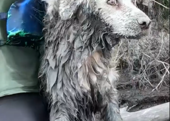 C1401019_Man found dog stuck under log sets out to rescue dog #rescueanima…