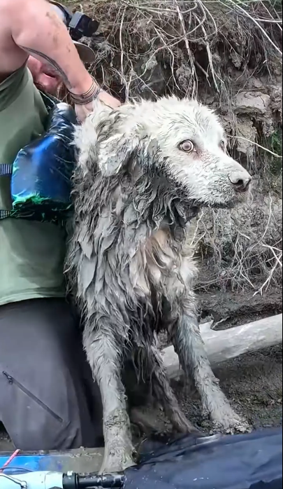 C1401019_Man found dog stuck under log sets out to rescue dog #rescueanima…