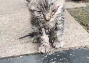 C1401025_found an abandoned stray kitten next to trash can. took it ho…