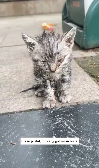 C1401025_found an abandoned stray kitten next to trash can. took it ho…