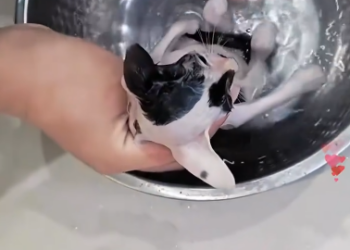 C1501002_Please stop give some help to cat has just its mother #r…