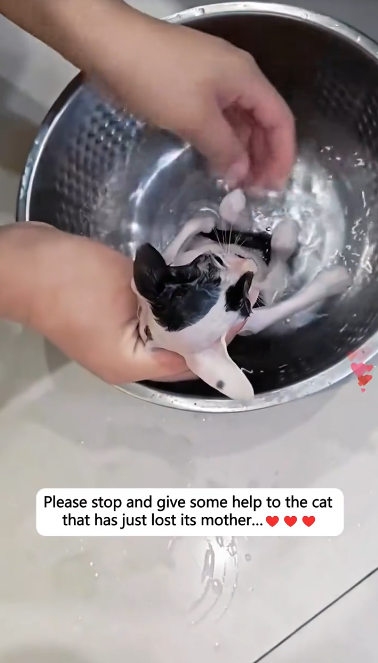 C1501002_Please stop give some help to cat has just its mother #r…