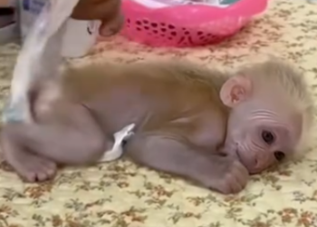 C1501003_monkey accidentally fell into mud was attacked by crabs.