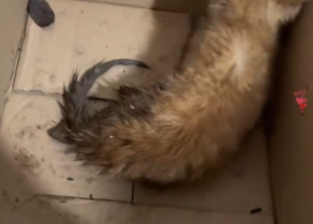 C1501005_Once little cat in imminent danger, now she has turned into golde…