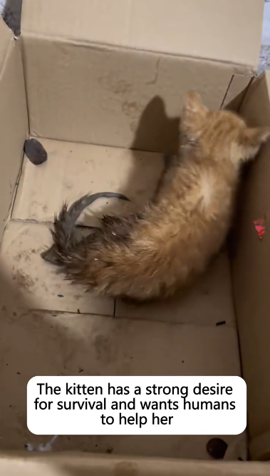 C1501005_Once little cat in imminent danger, now she has turned into golde…