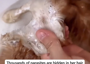 C1501006_Rescue kitten crying in rainstorm #rescue #animals #furbaby