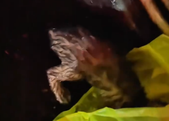 C1501007_On rainy day, spotted little cat hiding under tricycle, cryin…