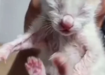C1501009_Rescued dying kitten witnessing day transformation #rescue…