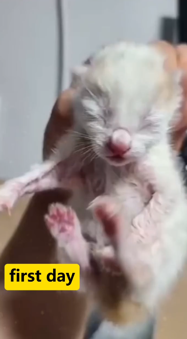 C1501009_Rescued dying kitten witnessing day transformation #rescue…
