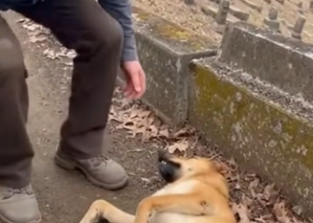 C0501004 He Almost Walked Past — Until It Moved