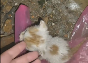 C1501014_found kitten crying alone in rain.#catoftiktok #kittens #kitt…