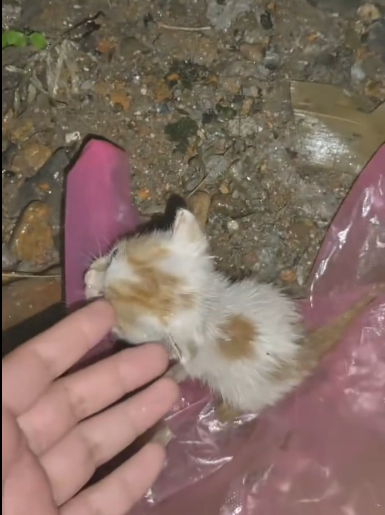 C1501014_found kitten crying alone in rain.#catoftiktok #kittens #kitt…