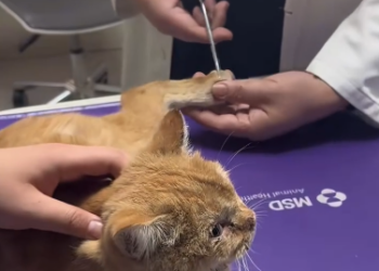 C1601001_Found her struggling on road. couldn walk away.#rescue #anima…