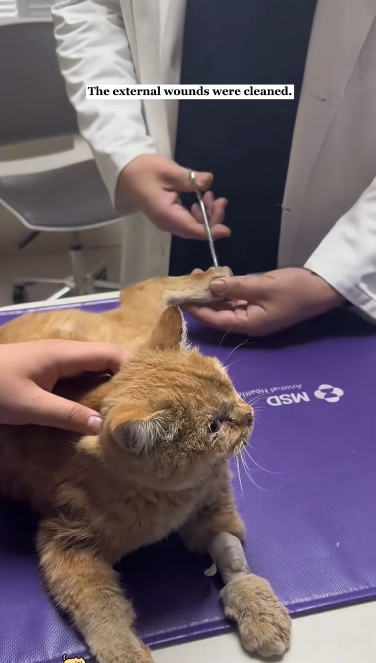 C1601001_Found her struggling on road. couldn walk away.#rescue #anima…