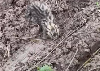 C1601002_found an abandoned little animal outdoors then #rescue #animals…