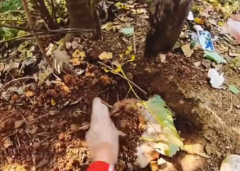 C1601003_He didn know what happened.he just knew to stay #rescue #animals #f…