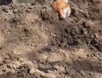 C1601004_We saved fox dirt,then he followed us home #rescue #animals #f…