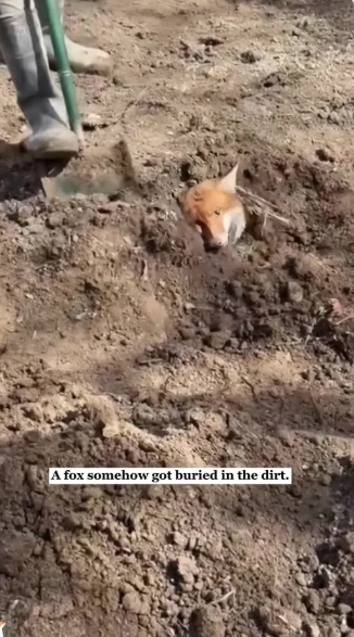 C1601004_We saved fox dirt,then he followed us home #rescue #animals #f…