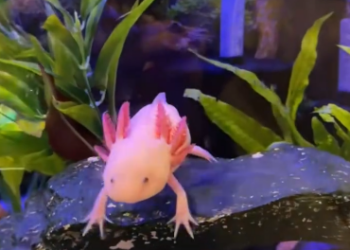 C1601005_found cute axolotl in an abandoned fish pond!#rescue #animals #fy…