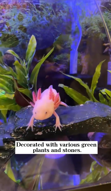 C1601005_found cute axolotl in an abandoned fish pond!#rescue #animals #fy…