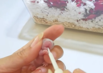 C1601006_found hairless little animal.Never expected it to be so cute when…