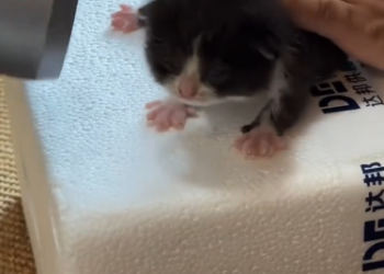 C1601007_rescued an abandoned kitten,and it grew up to bring me such an amaz…