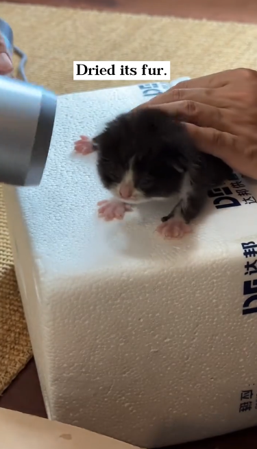 C1601007_rescued an abandoned kitten,and it grew up to bring me such an amaz…