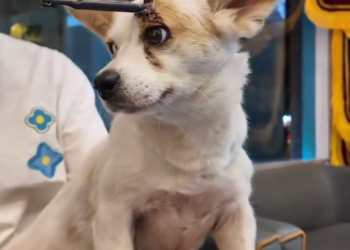 C1601008_found dog on road seriously injured by an arrow #rescue #ani…