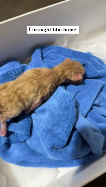 C1601009_can believe raised tiny newborn!#rescue #animals #fyp #kit…