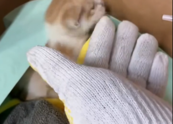 C1601011_Rescued kitten my car engine Then #rescue #animals #fyp #kitte…