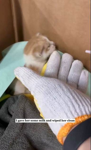 C1601011_Rescued kitten my car engine Then #rescue #animals #fyp #kitte…