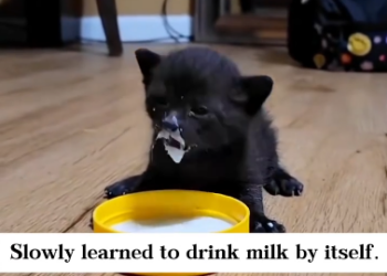 C1601013_My kitten grew up into black panther!#rescue #animals #fyp #kitten