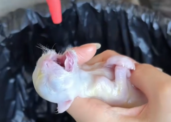 C1601014_revived kitten born without pulse! #rescue #animals #fyp #kitt…