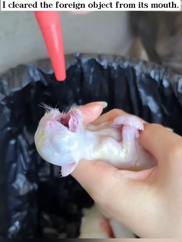 C1601014_revived kitten born without pulse! #rescue #animals #fyp #kitt…