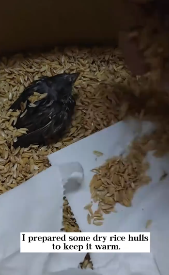 C1601015_rescued little sparrow got soaked by rain! #rescue #an…