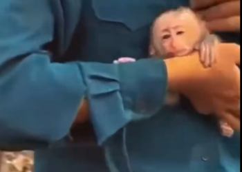 C1601016_Rescued monkey its head stuck in coconut Then it became family…