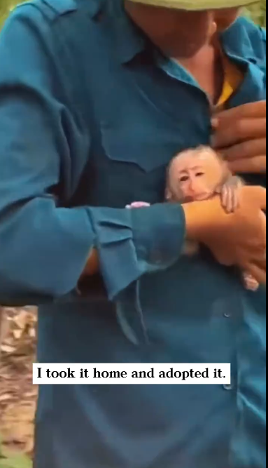 C1601016_Rescued monkey its head stuck in coconut Then it became family…