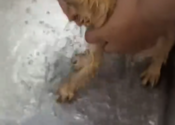 C1601017_Rescue stray cat turns out love can truly grow flesh blood #re…